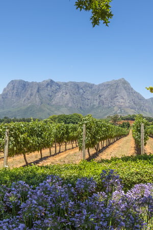 Wine & vineyards