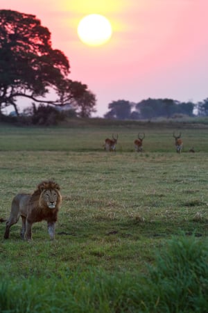 Experience a different side of Zambia in the Kafue