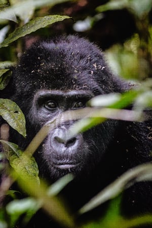 Gorillas & the Great Migration