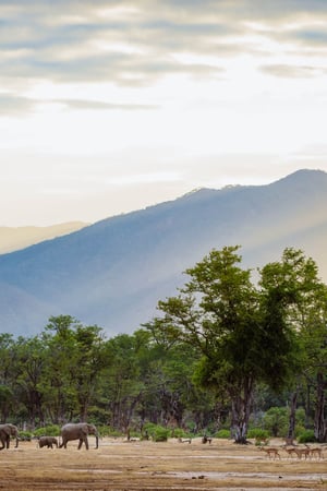 An Adventure in Zambia and Zimbabwe