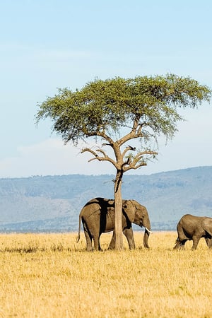 Tanzania