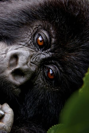 Rwanda