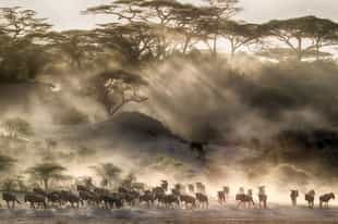 Best time to see the Great Wildebeest Migration