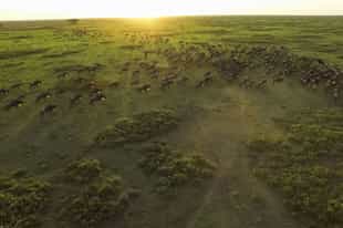 The True Story of the Great Wildebeest Migration