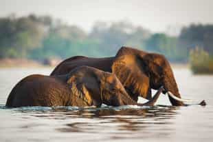 Zambia Travel Guide