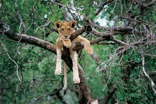 What to Expect on a South African Big 5 Safari
