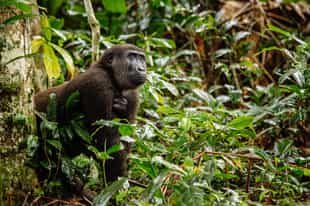 The difference between the DRC and the Congo