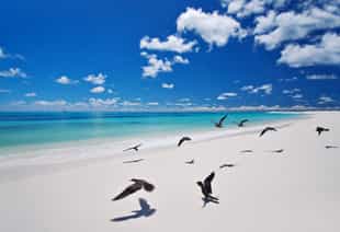 Bird Island