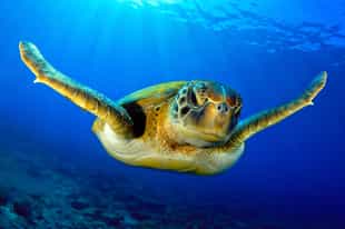 Top diving spots in Africa