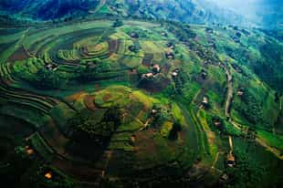 Uganda Safari Guide