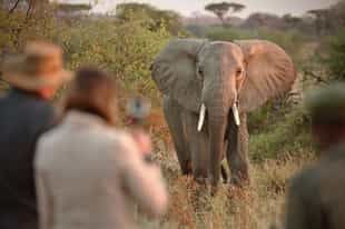 How to Plan an Affordable Safari