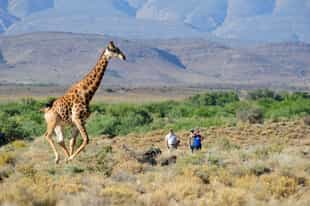 Top 10 safaris near Cape Town