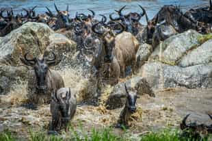The Great Wildebeest Migration Explained