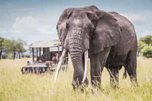 How to plan an affordable Tanzania safari