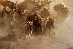 Masai Mara safari guide