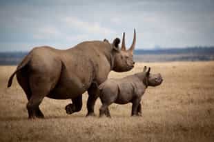 Bucket list safaris in Africa