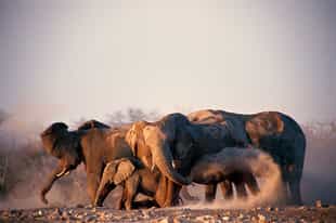 Namibia Wildlife Guide
