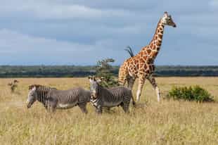 Solo Travel in Kenya