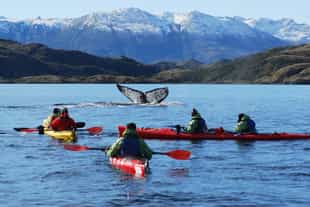 Chile Wildlife Guide