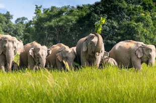 Thailand Wildlife Guide