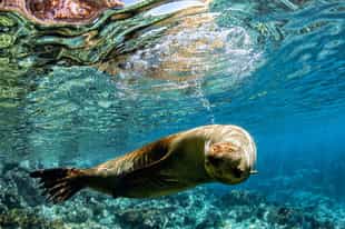 Galapagos Wildlife Guide
