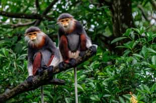 Vietnam Wildlife Guide