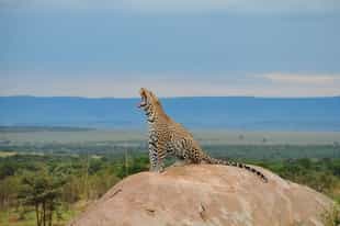 Kenya vs Tanzania: Which is Better for a Safari?