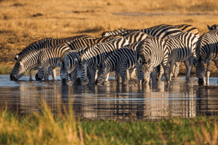 Tanzania or South Africa Safari?