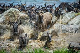 Serengeti Wildlife To See On Your Safari