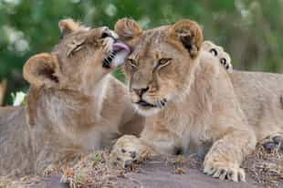 The best national parks in Tanzania