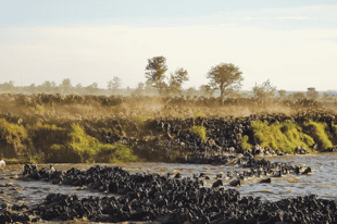 Deciphering the Great Migration in Kenya