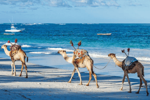 Bookend your safari with a stay on the Kenya Coast