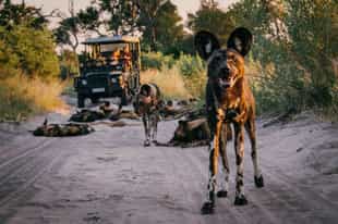 Joanna explores Botswana