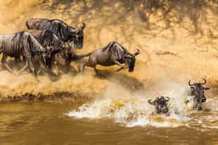 Your Month-by-Month Guide to the Great Migration in Tanzania