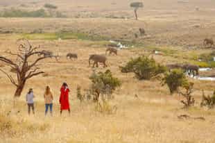 Spot wildlife on a Lewa Downs bush walk