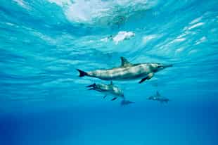 Snorkel the crystal clear waters of Hurghada