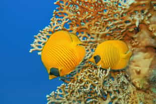 Scuba dive among the coral reefs in Hurghada