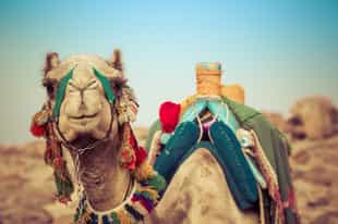 Ride through the desert on a camel safari in Luxor