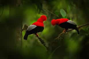 Go bird watching in the Cloud Forest