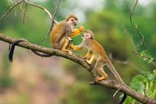 Go on a guided wildlife safari in Cloud Forest