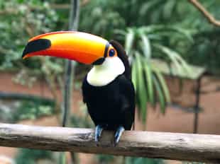 Watch wildlife at Guira Oga, Iguazu Falls