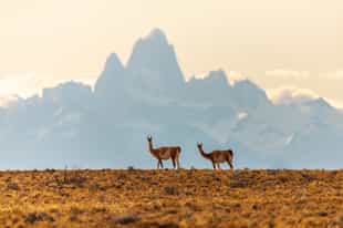 Spot diverse Patagonian wildlife in El Chalten