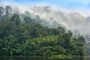Go jungle trekking through the Khao Sok rainforest