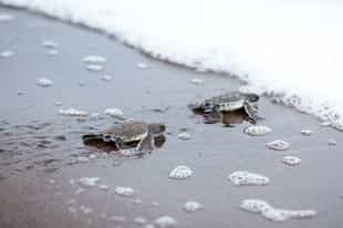 Spot the turtles of Tortuguero