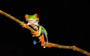 Take a twilight tour through Tortuguero rainforest