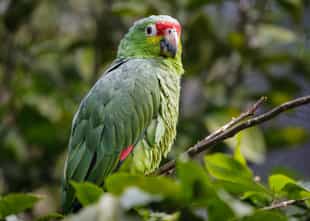 Head into a twitchers paradise in Turrialba