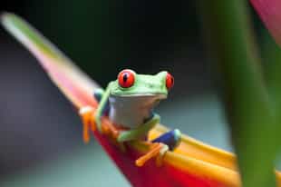 Spot the residents of Monteverde's Frog Pond
