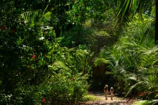 Explore the Corcovado rainforest on a hike