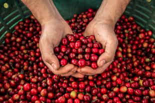 Become a coffee expert on a San Jose farm tour