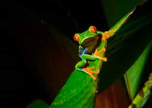 Take a twilight tour through Turrialba rainforest